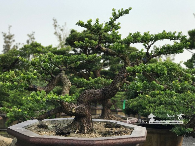 009 4 [晶鑽羅漢松]等待，是為了下一次的蛻變(36) 蛻變專題(The plan)