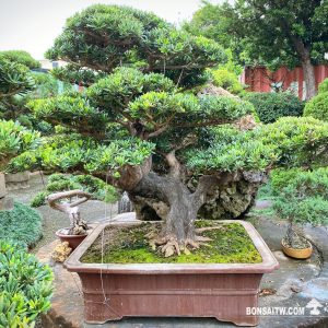 晶鑽羅漢松盆景