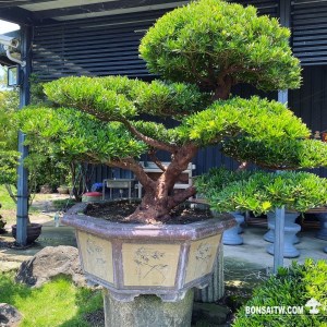 蘭嶼羅漢松小庭園樹