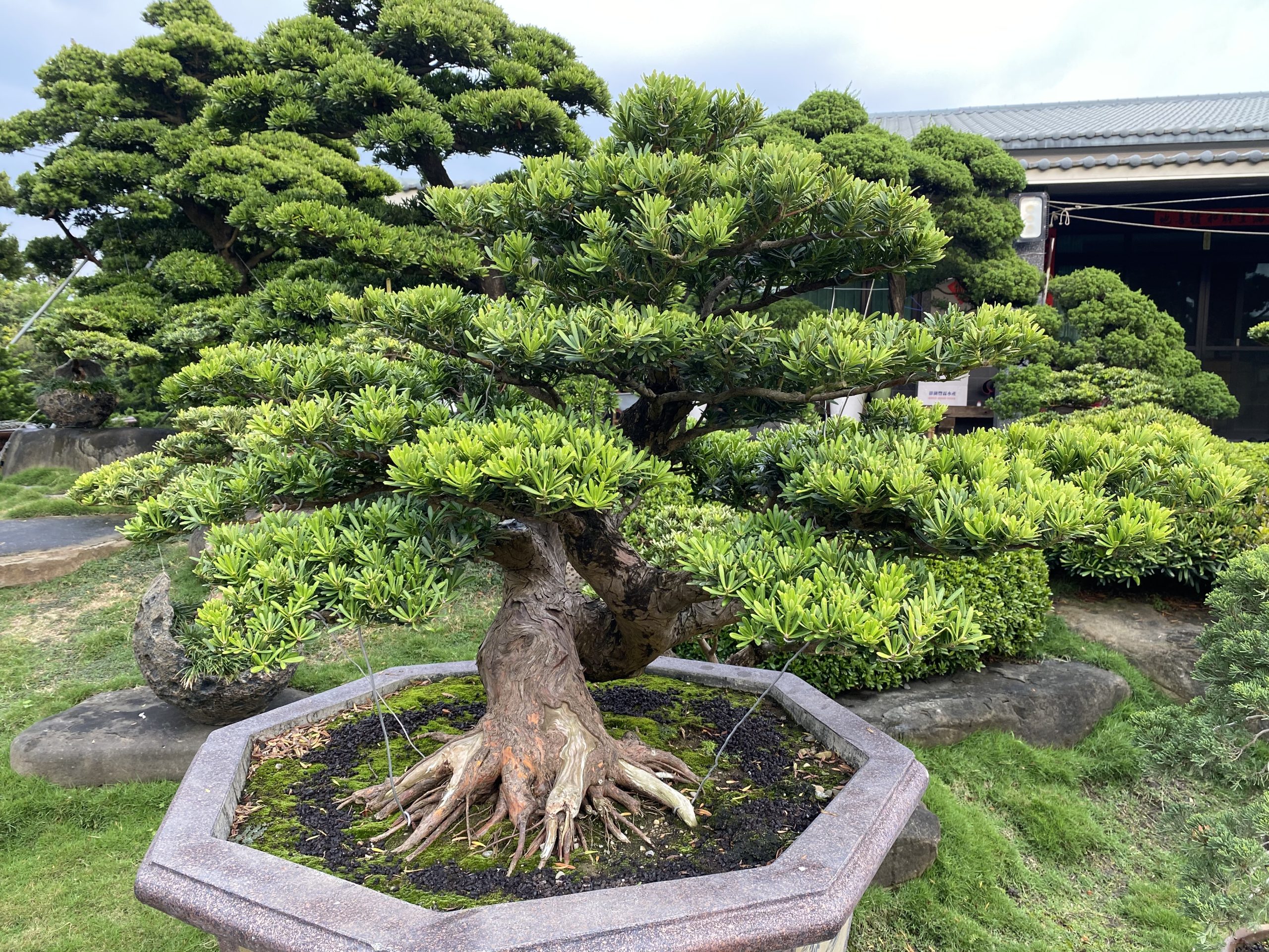 015 晶鑽羅漢松盆景