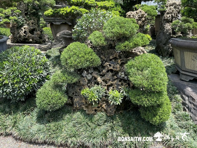 020 1 [樹石共生]等待，是為了下一次的蛻變(37) 蛻變專題(The plan)