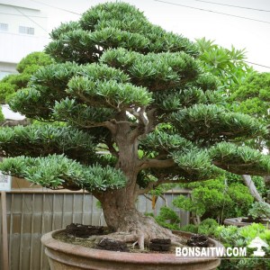 蘭嶼羅漢松超大型盆景