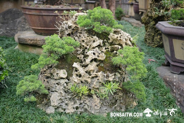 023 1 [樹石共生]等待，是為了下一次的蛻變(37) 蛻變專題(The plan)