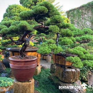 真柏飄型小庭園樹