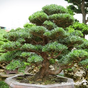 蘭嶼羅漢松超大型盆景