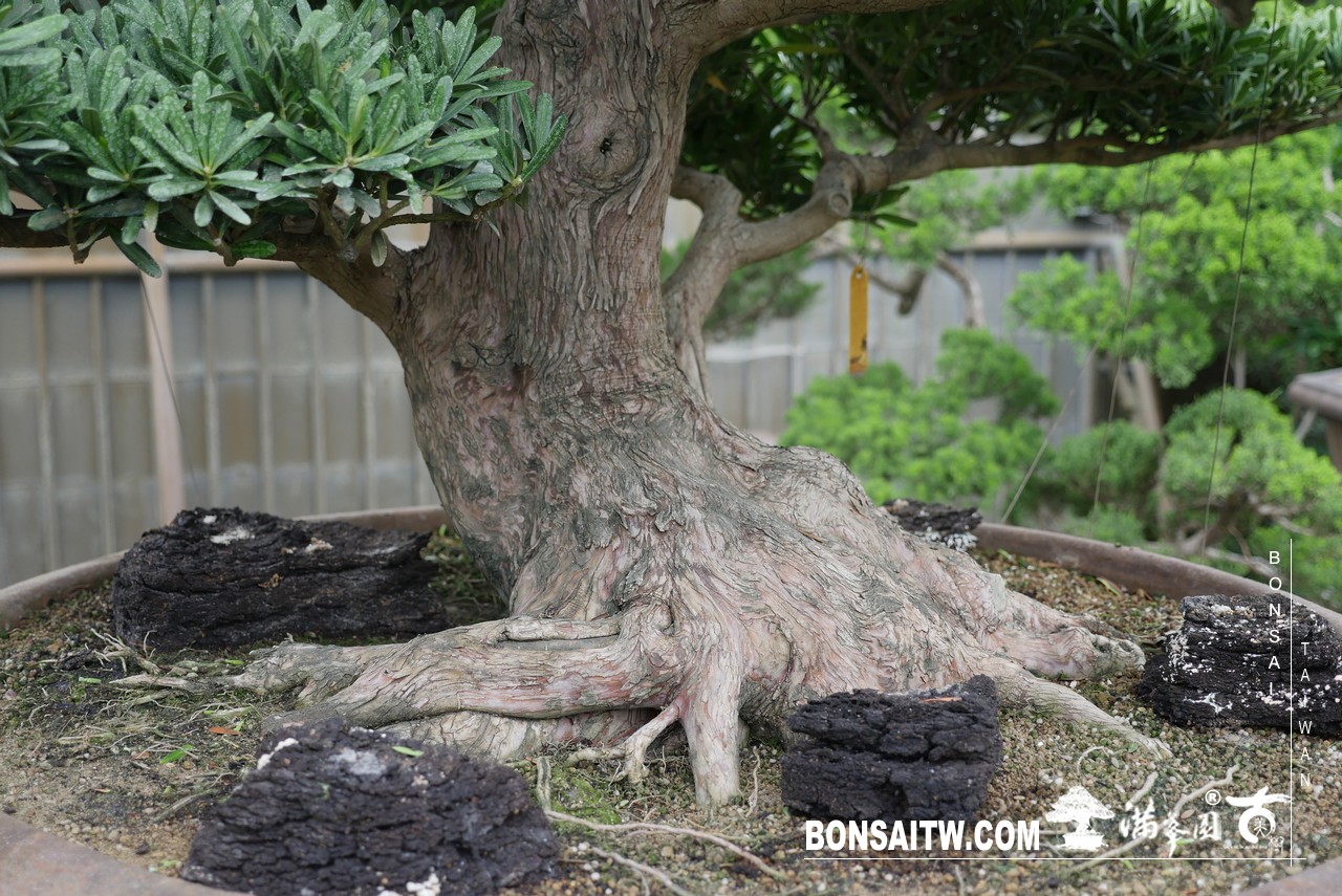 025 蘭嶼羅漢松超大型盆景