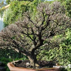 象牙樹超大型盆景