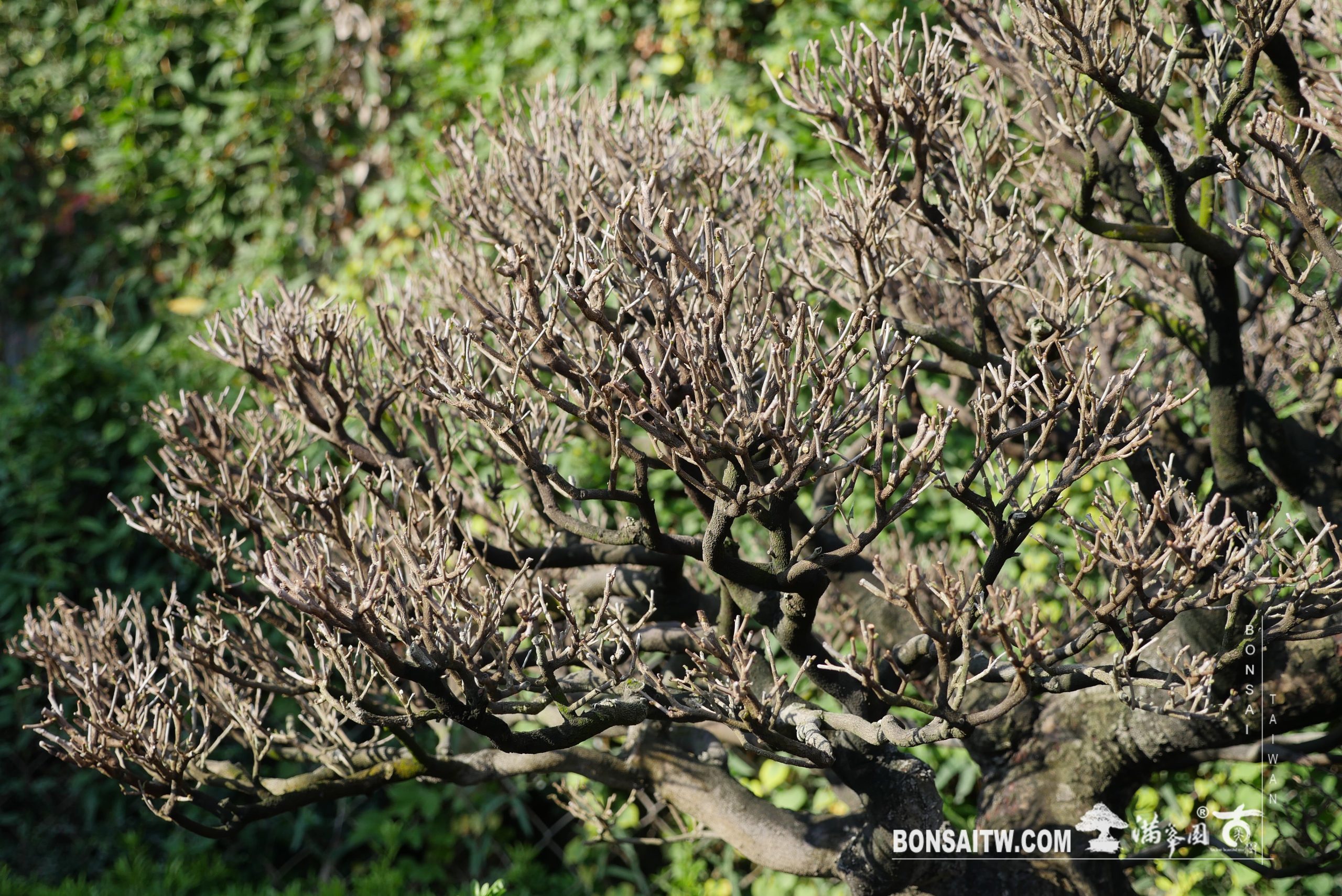 028 象牙樹超大型盆景