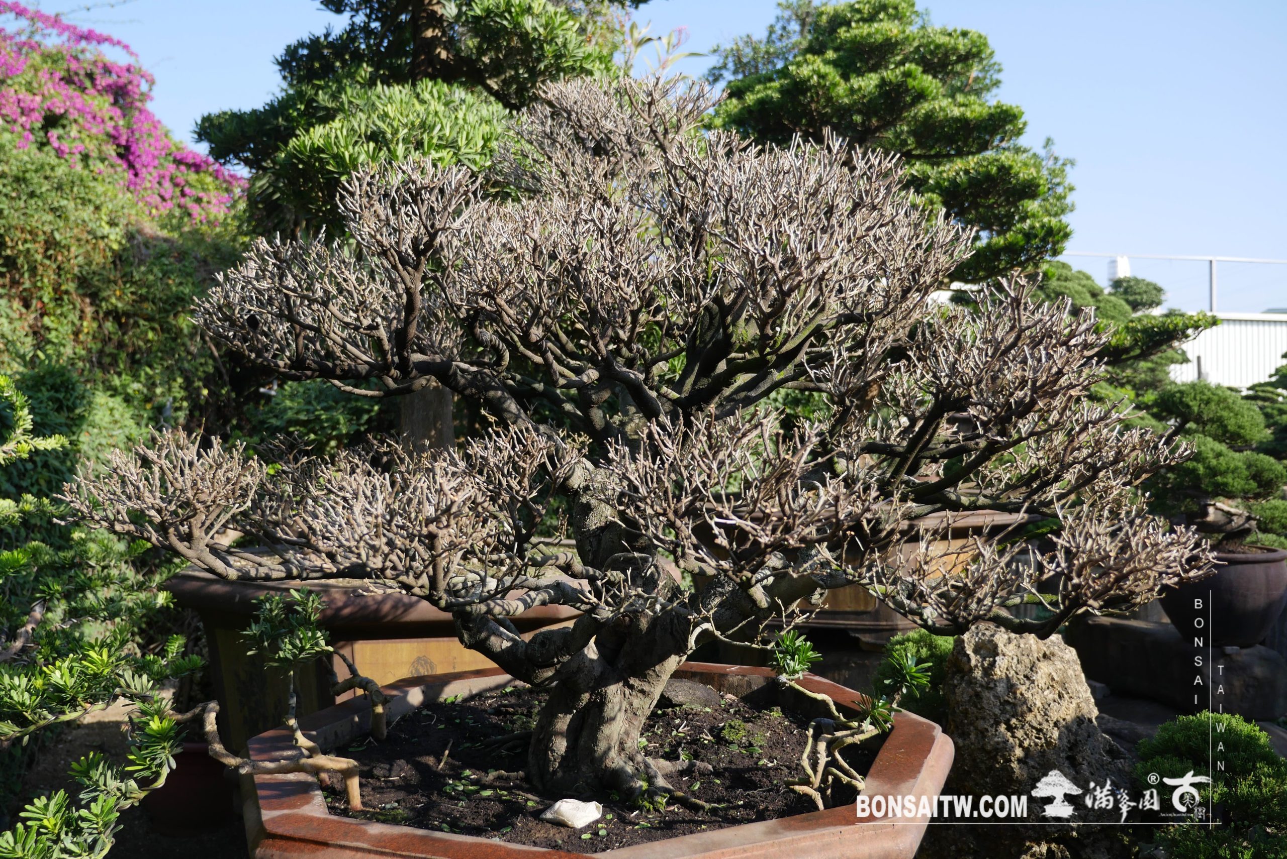 029 象牙樹超大型盆景