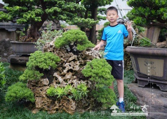 030 [樹石共生]等待，是為了下一次的蛻變(37) 真柏(Juniperus chinensis)