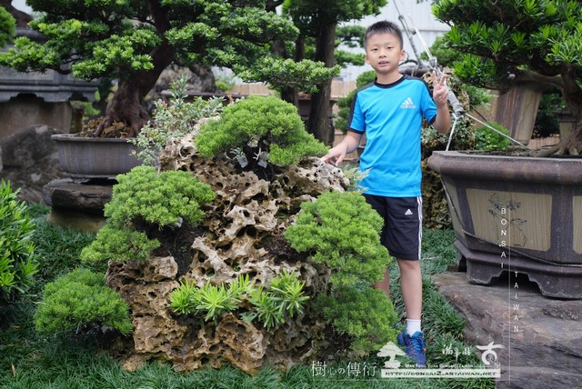 030 [樹石共生]等待，是為了下一次的蛻變(37) 蛻變專題(The plan)