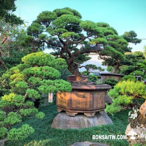 真柏飄型庭園樹