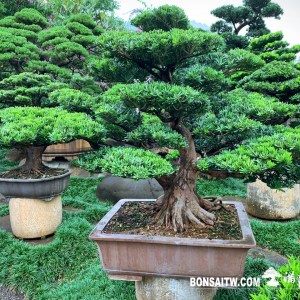 晶鑽羅漢松超大型盆景