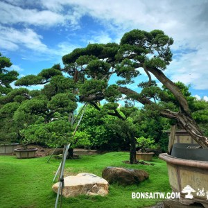 真柏飄型庭園樹