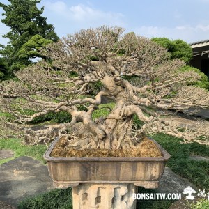 榕樹超大型盆景