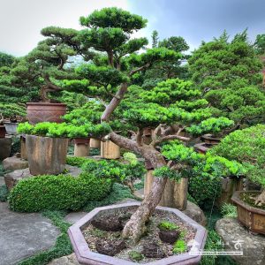 晶鑽羅漢松小庭園樹