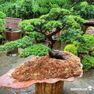 晶鑽羅漢松大型石盤