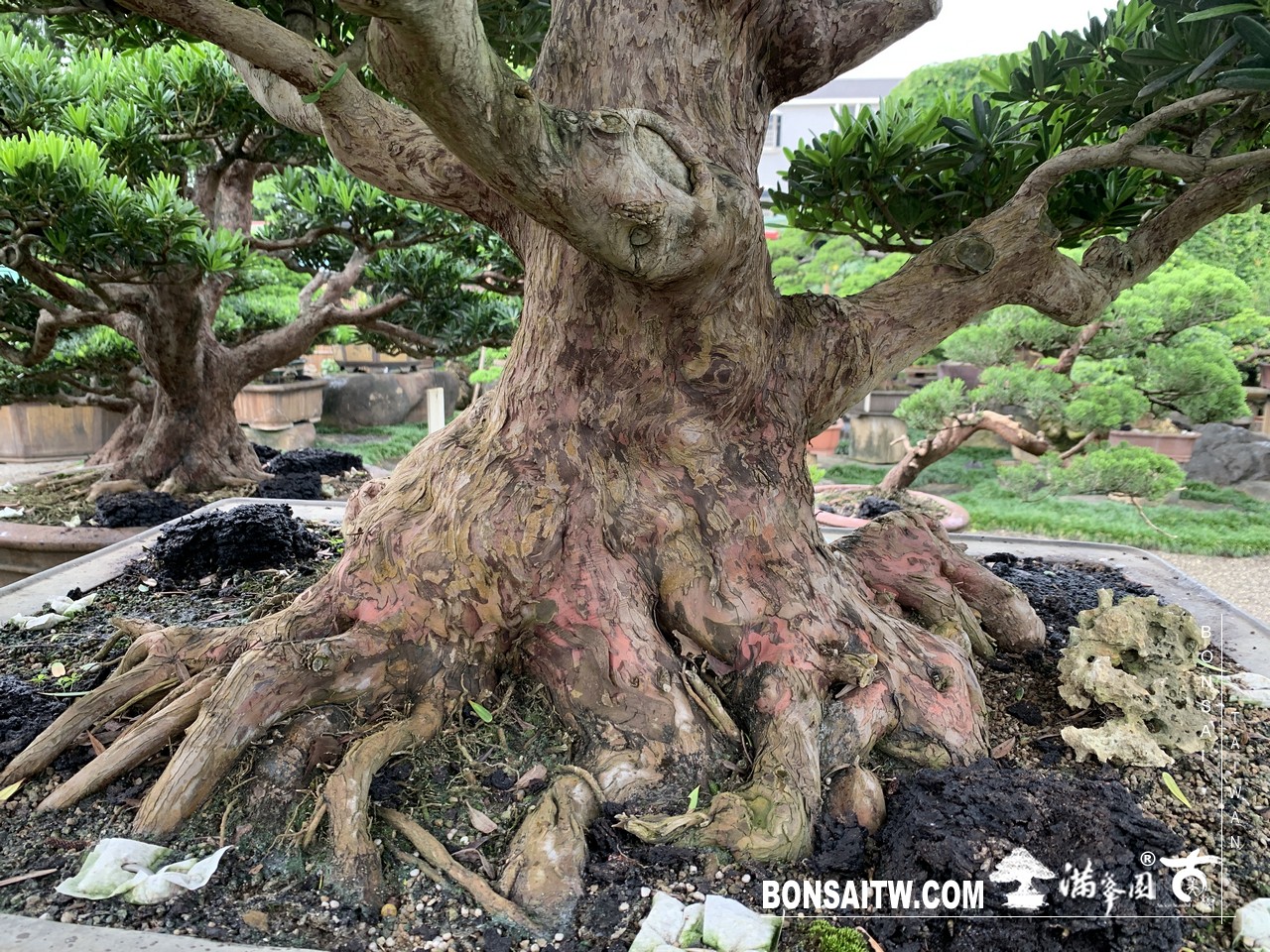 061 蘭嶼羅漢松超大型盆景