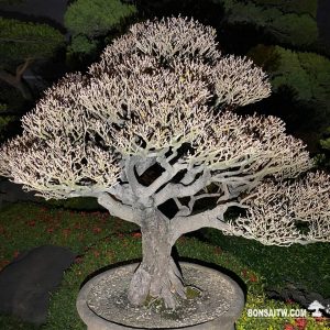 象牙樹超大型盆景