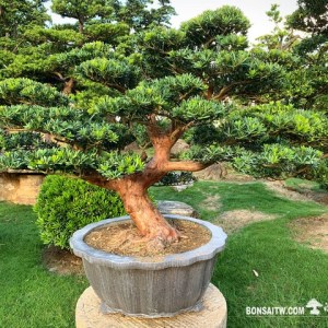 晶鑽羅漢松大型盆景