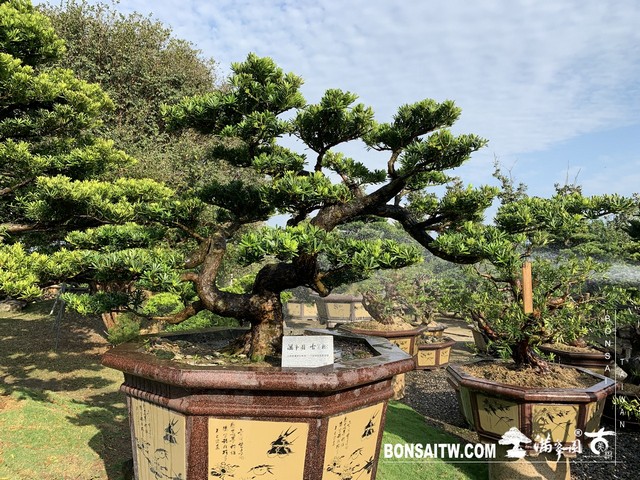 119 1 [晶鑽羅漢松]等待，是為了下一次的蛻變(36) 蛻變專題(The plan)