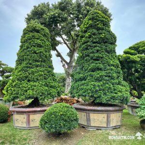 超大型庭園羅漢松一對