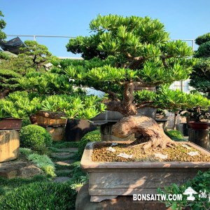 蘭嶼羅漢松盆景(售出)