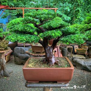 晶鑽羅漢松盆景