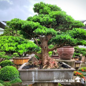 蘭嶼羅漢松超大型盆景