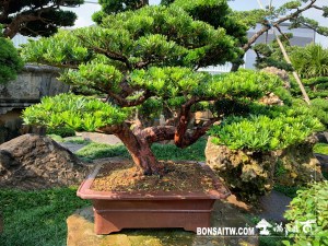 九重　盆栽 九重葛#中品盆栽#九重葛#bonsai