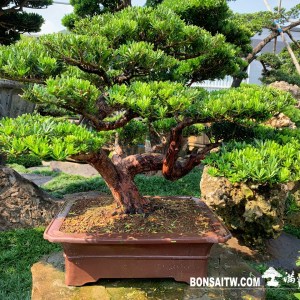 晶鑽羅漢松盆景