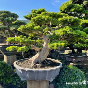 晶鑽羅漢松超大型盆景