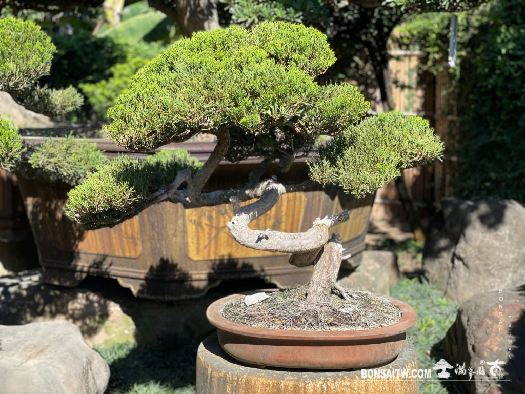 真柏- 滿峯園．BONSAITW