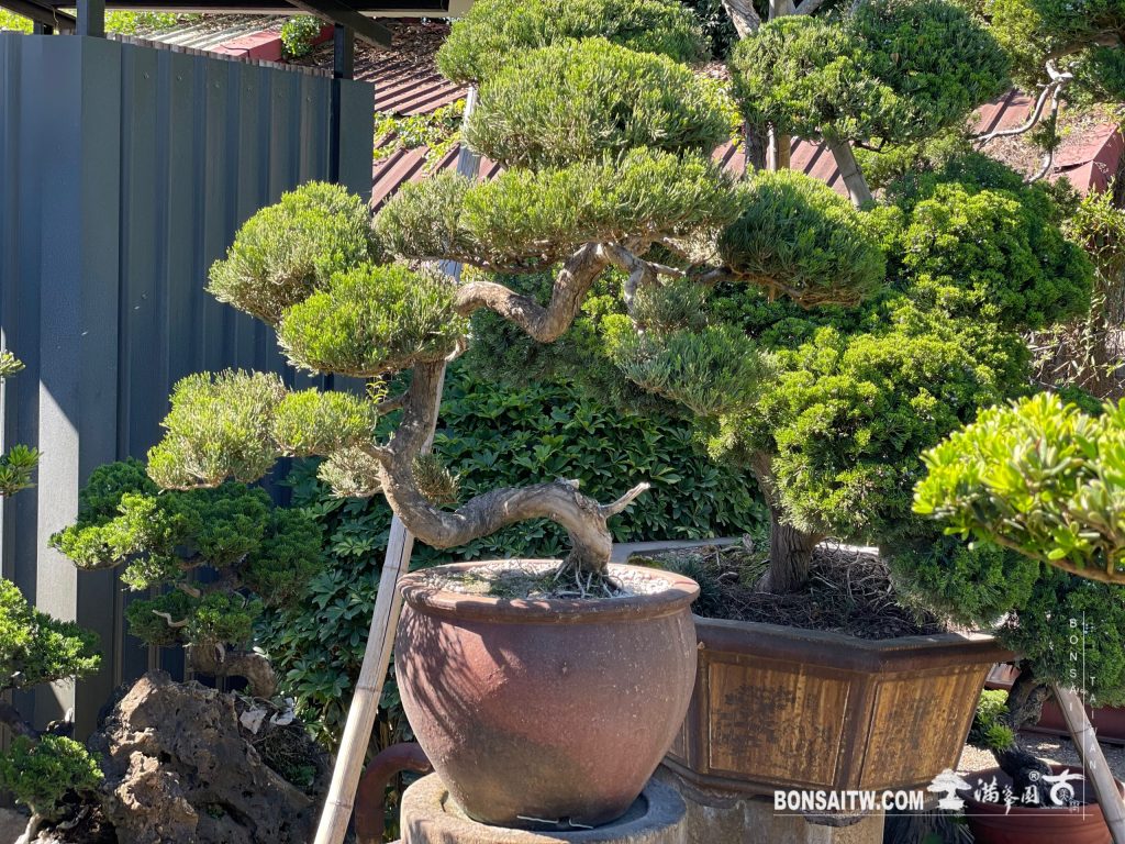 [盆栽]真柏31000→¥21800 盆栽]真柏31000→¥21800 盆栽・真柏 Bonsai Juniper – bonsailife686868