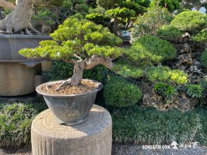 九重葛- 滿峯園．BONSAITW