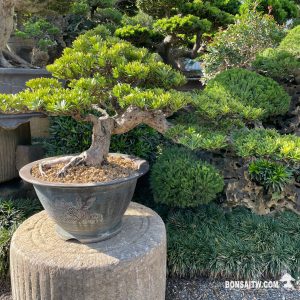 晶鑽羅漢松(售出)