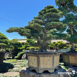 羅漢松超大型盆栽