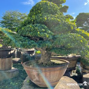 羅漢松超大型盆景