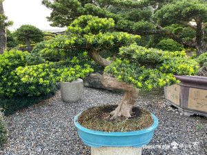 九重葛- 滿峯園．BONSAITW