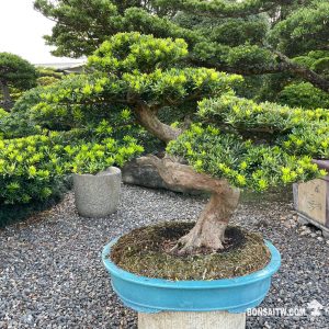 晶鑽羅漢松大型盆景