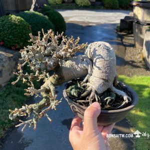 綠島榕小品盆景