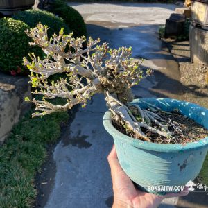 附石黃槿小品盆景