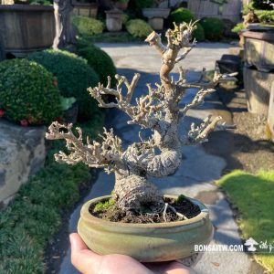 狀元紅小品盆景