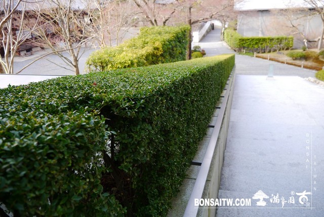 P1040318 [日本庭園]平等院