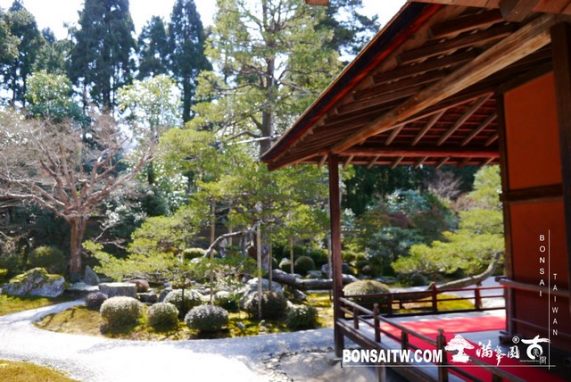 P1050083 [日本庭園]曼殊院門跡(1) 日本庭園(Japanese Garden)