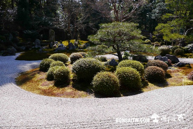P1050135 [日本庭園]曼殊院門跡(2)