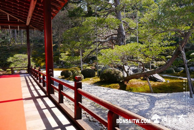 P1050158 [日本庭園]曼殊院門跡(2)