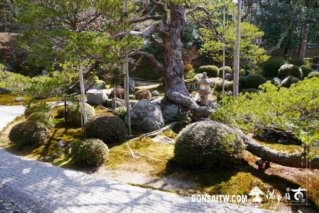 P1050166 [日本庭園]曼殊院門跡(2)