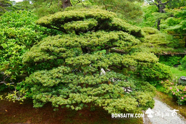 P1220912 [日本庭園]京都御所．皇居庭園(2)