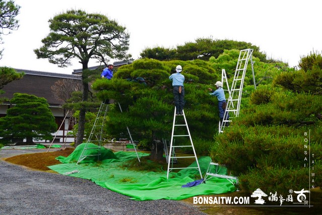P1220954 [日本庭園]京都御所．皇居庭園(2)